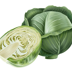 Vegetable