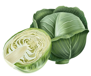 Vegetable
