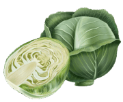 cabbage.png